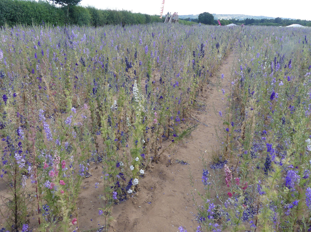 The Real Flower Petal Confetti Company's Confetti Flower Field-Pershore必去景点
