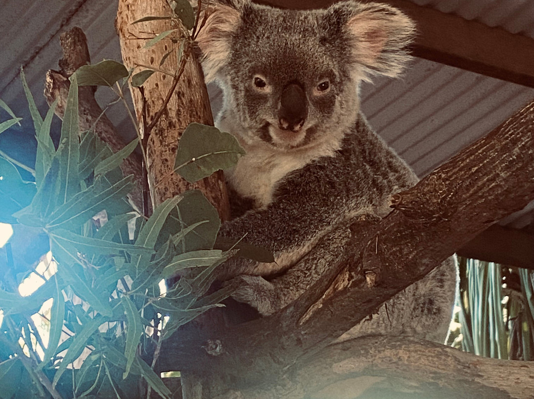 Selina Magnetic Island & The Koala Park-Horseshoe Bay必去景点