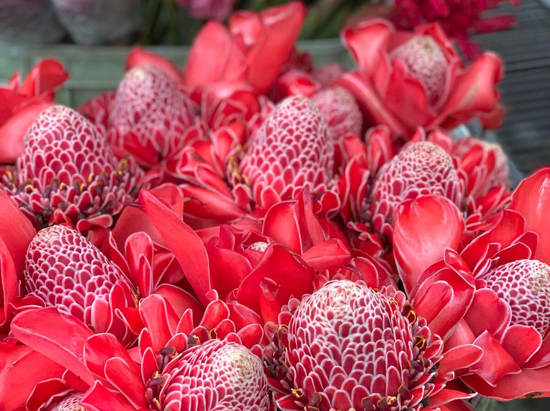 Nativo Tours-Tapachula必去景点