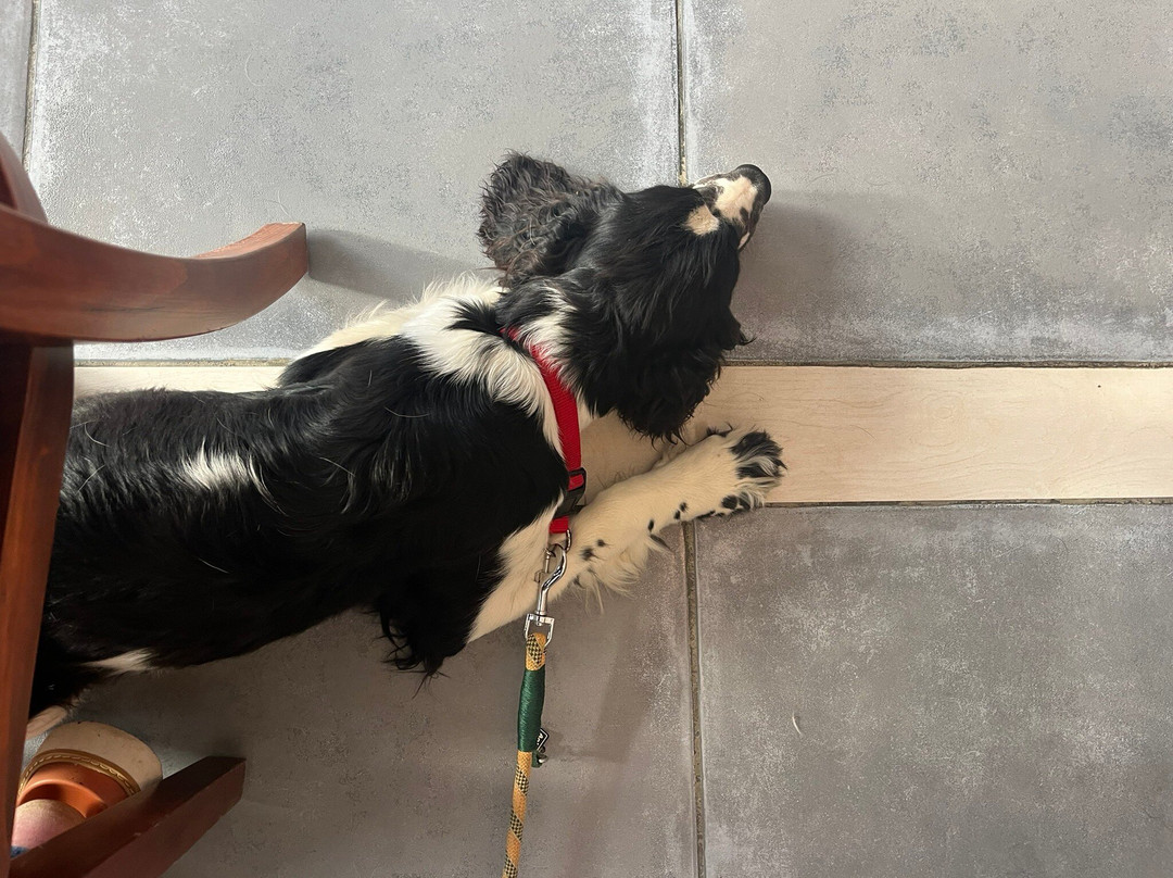 Restaurant Le Baignassout Meschers sur Gironde