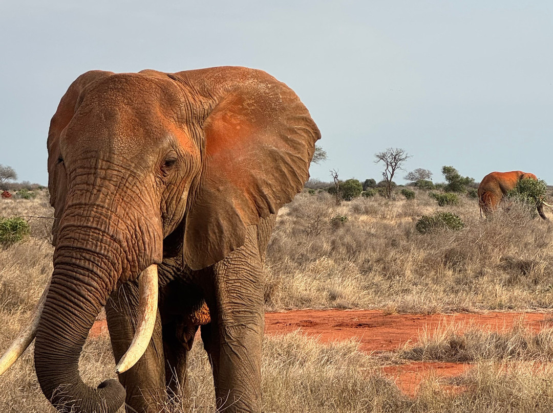 LadyM Safaris-蒙巴萨必去景点