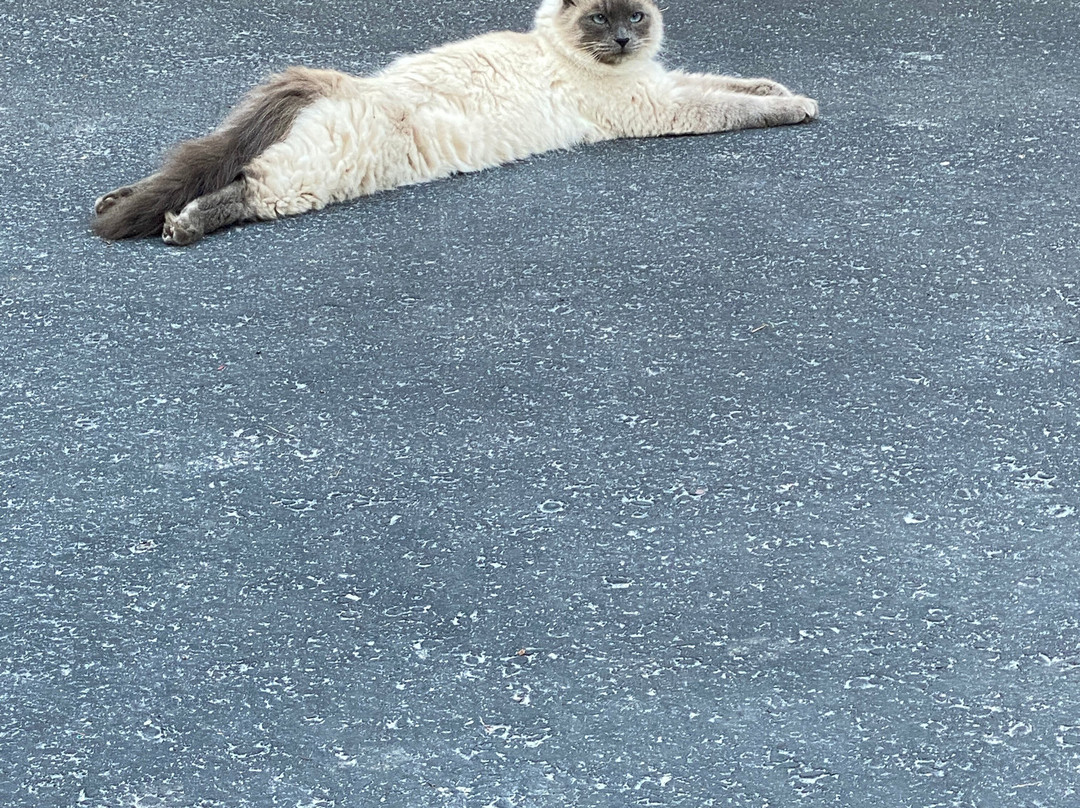 Moss Mountain Inn主图