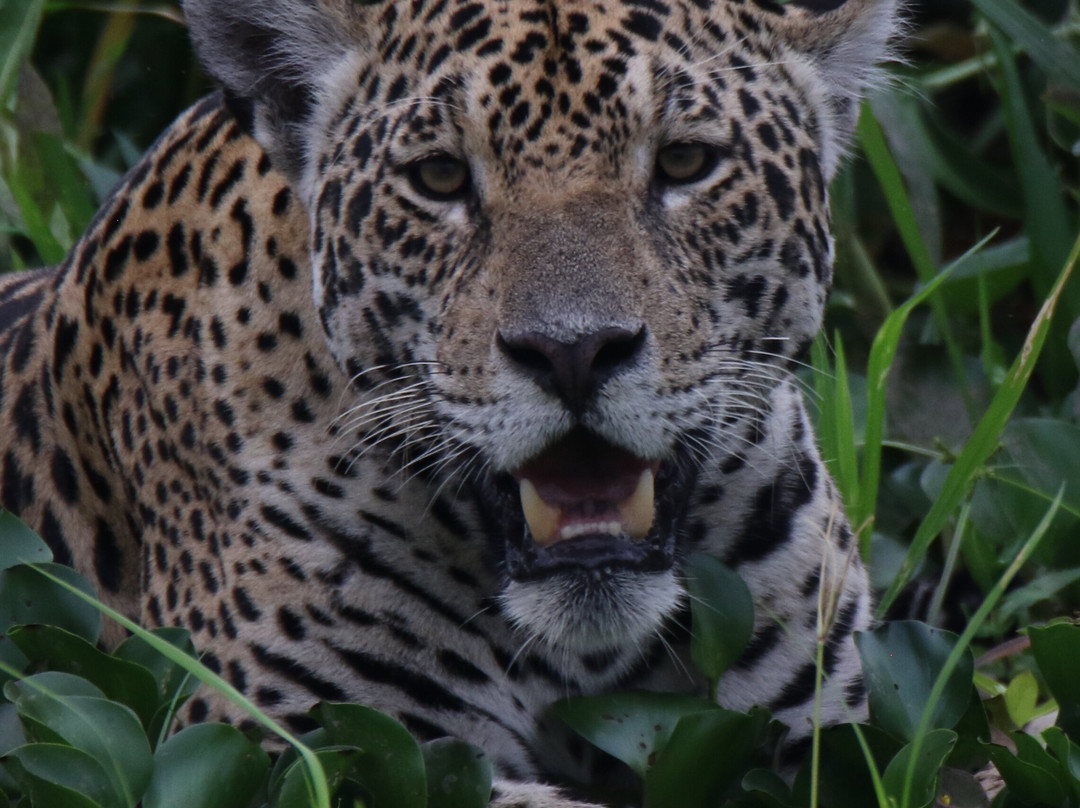 Hotel Baiazinha主图