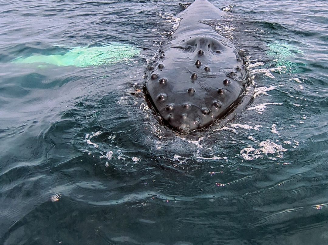 Discovery Sea Adventures-Bonavista必去景点