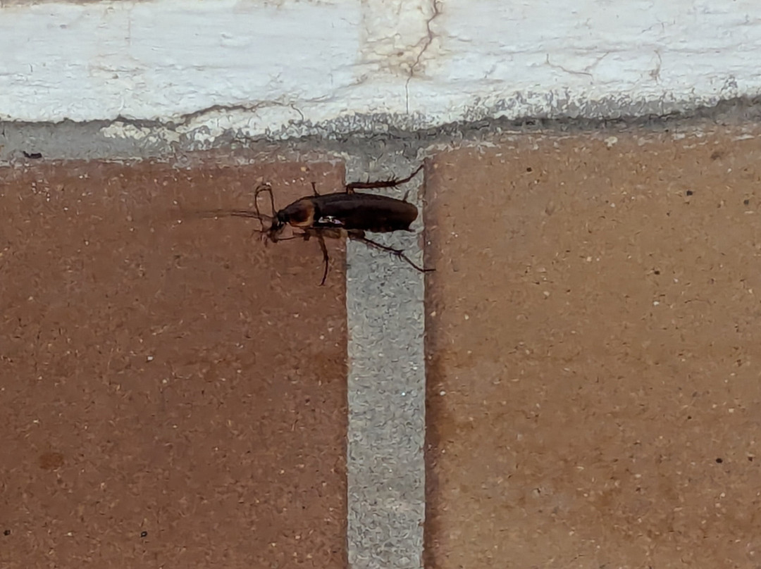 OH 戴安娜公園飯店主图