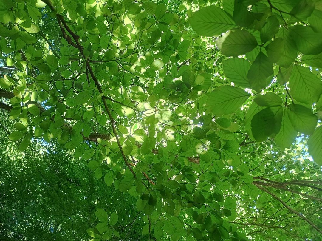 Riserva Naturale Lama Bianca-Roccacaramanico必去景点