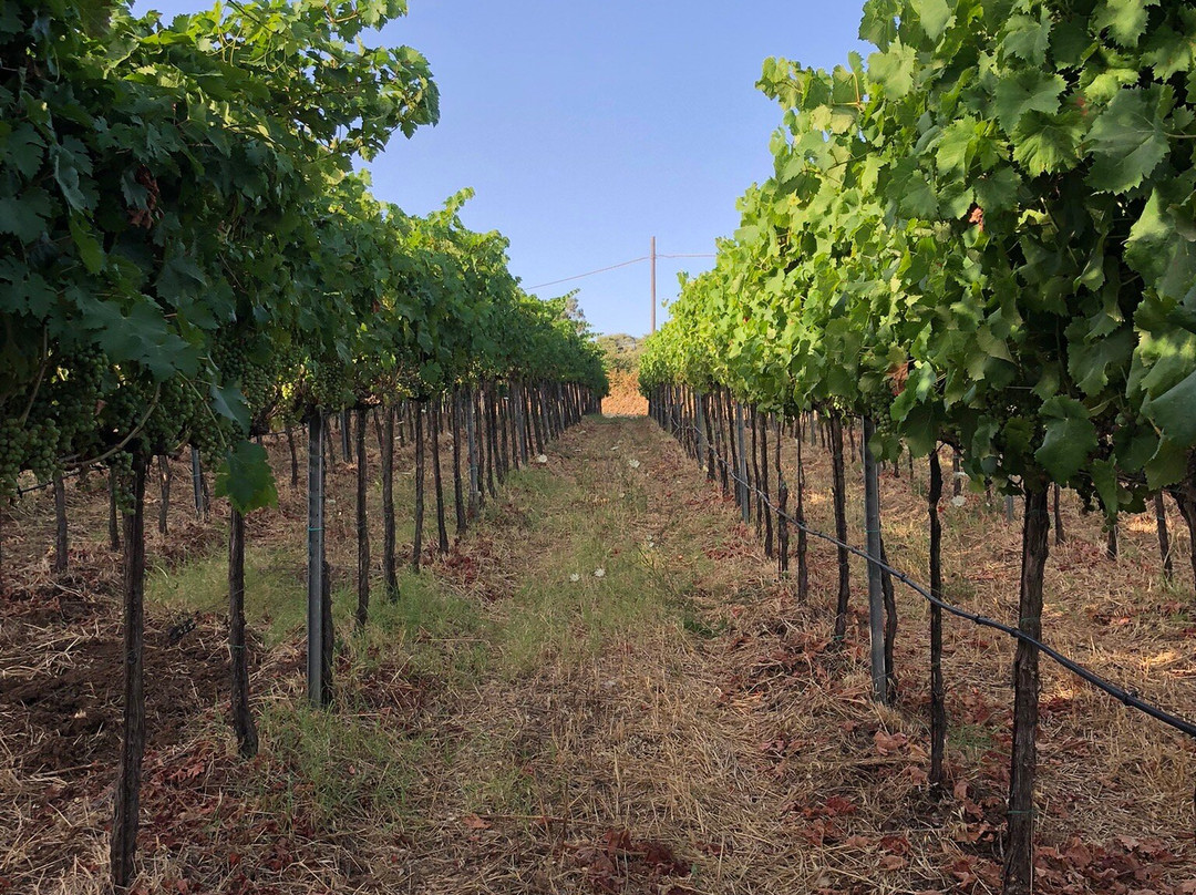 Cantina Masicei-Brattiro必去景点