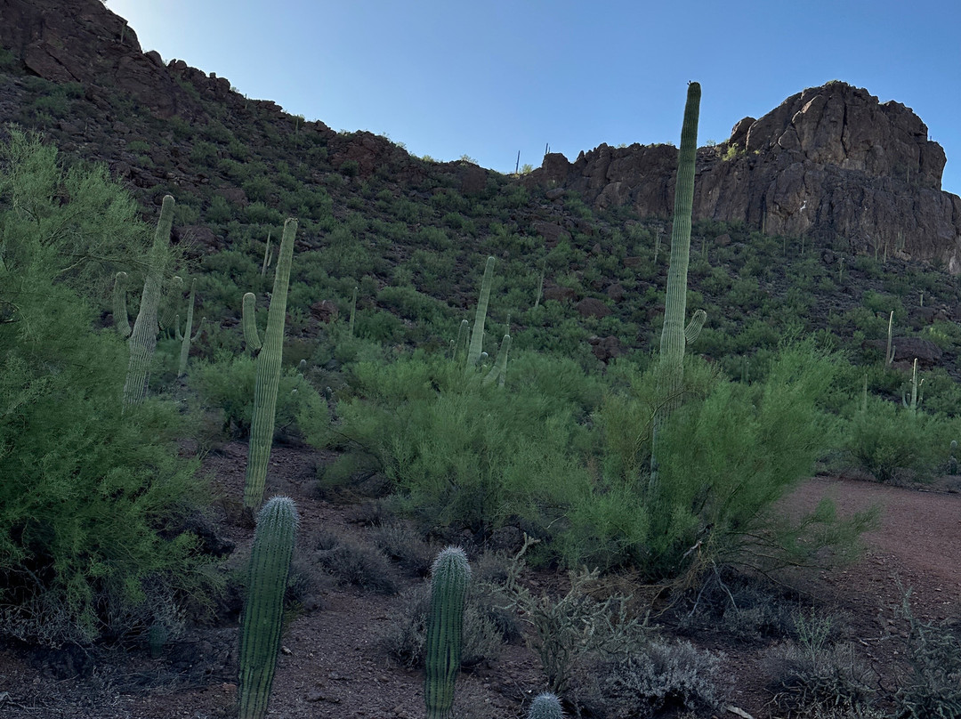 Tucson Mountain Stables-图森必去景点