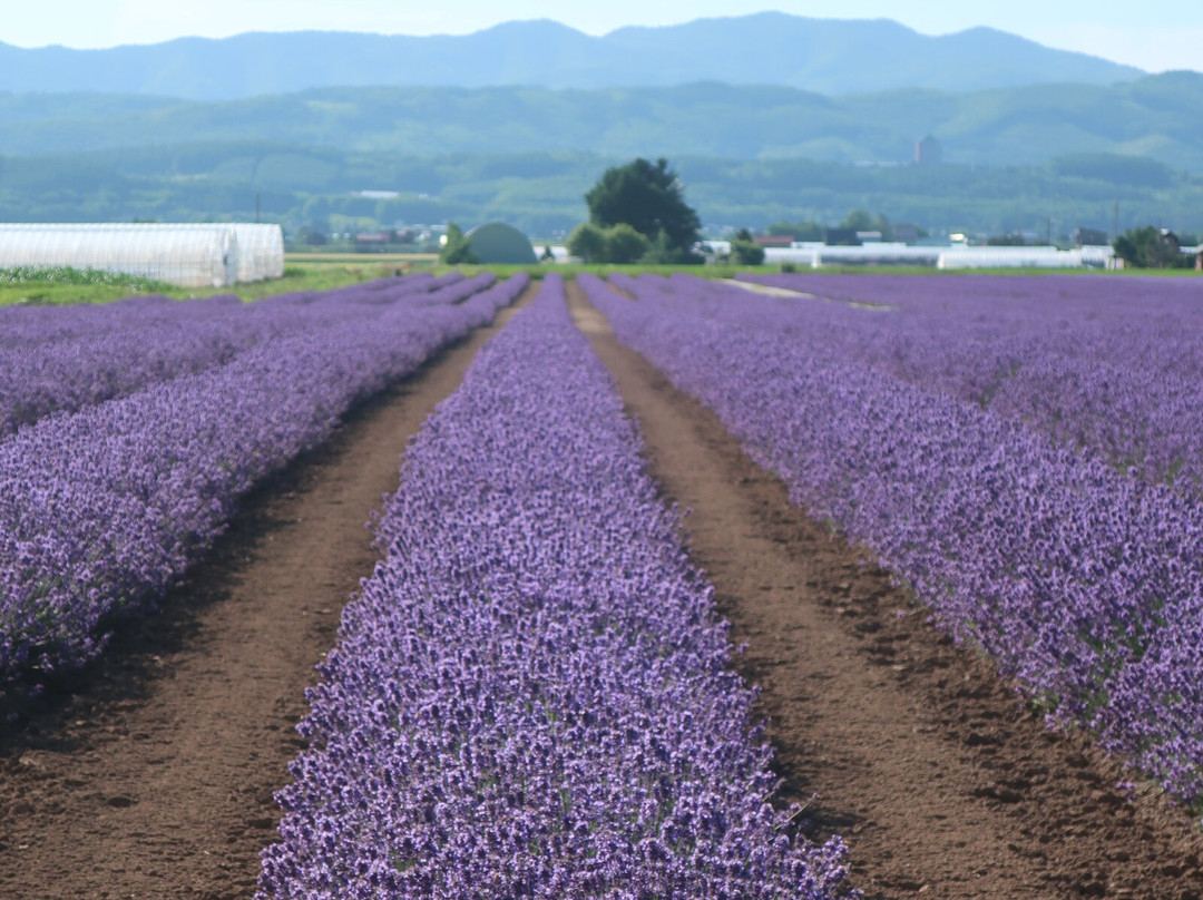 Farm Tomita Lavender East-上富良野町必去景点