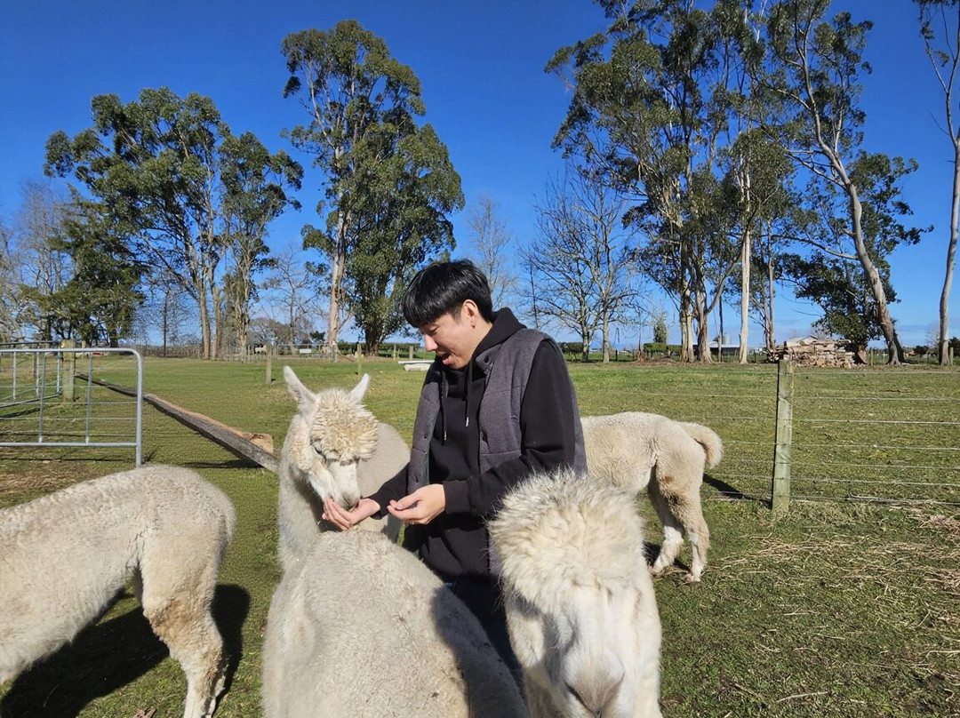 Cornerstone Alpaca Farm-戈登顿必去景点