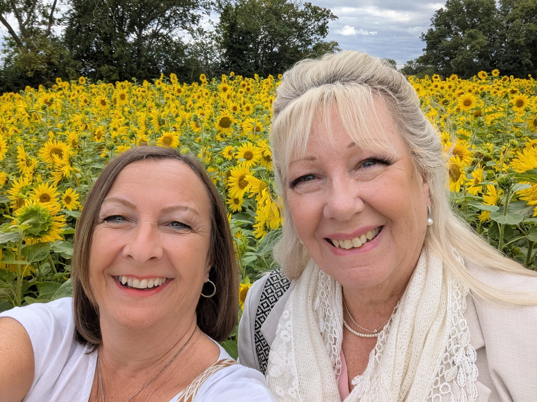 Writtle Sunflowers-切姆斯福德必去景点