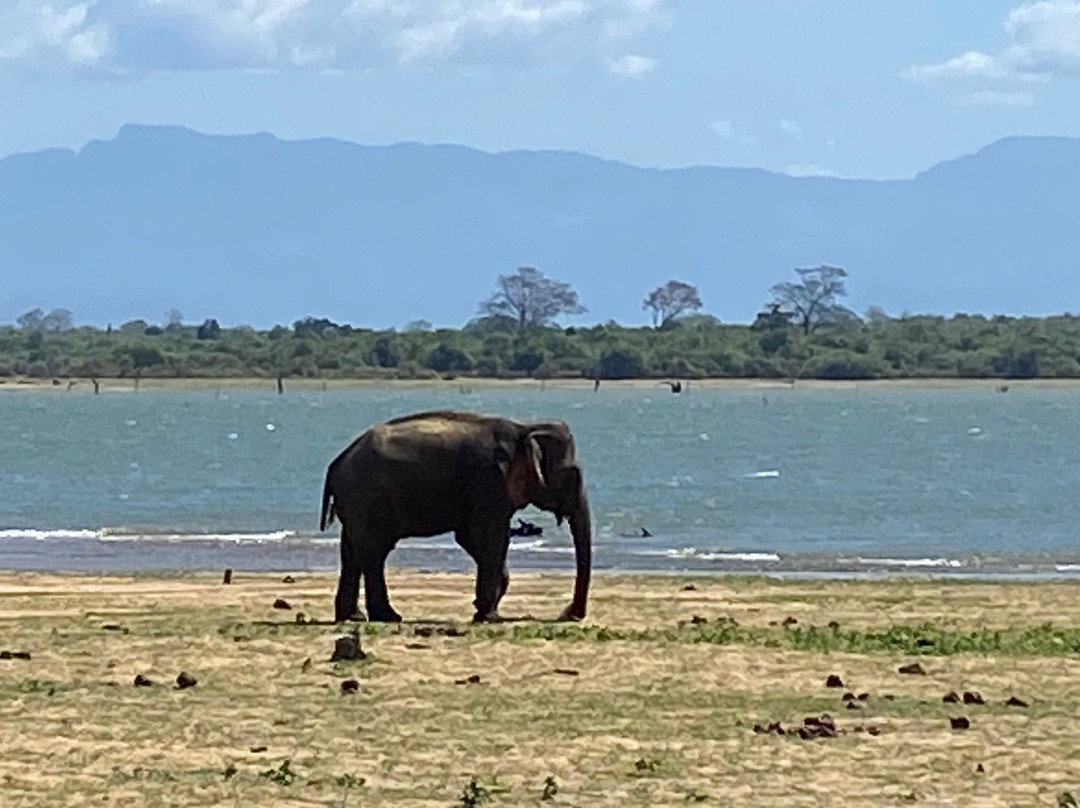Udawalawe safari vishal-乌达瓦拉瓦必去景点