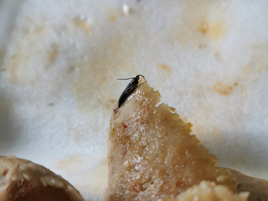 Speedy Pepper Forres