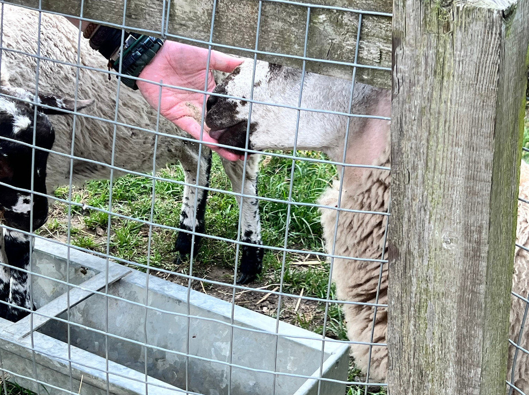 Bill Quay Community Farm-盖茨黑德必去景点