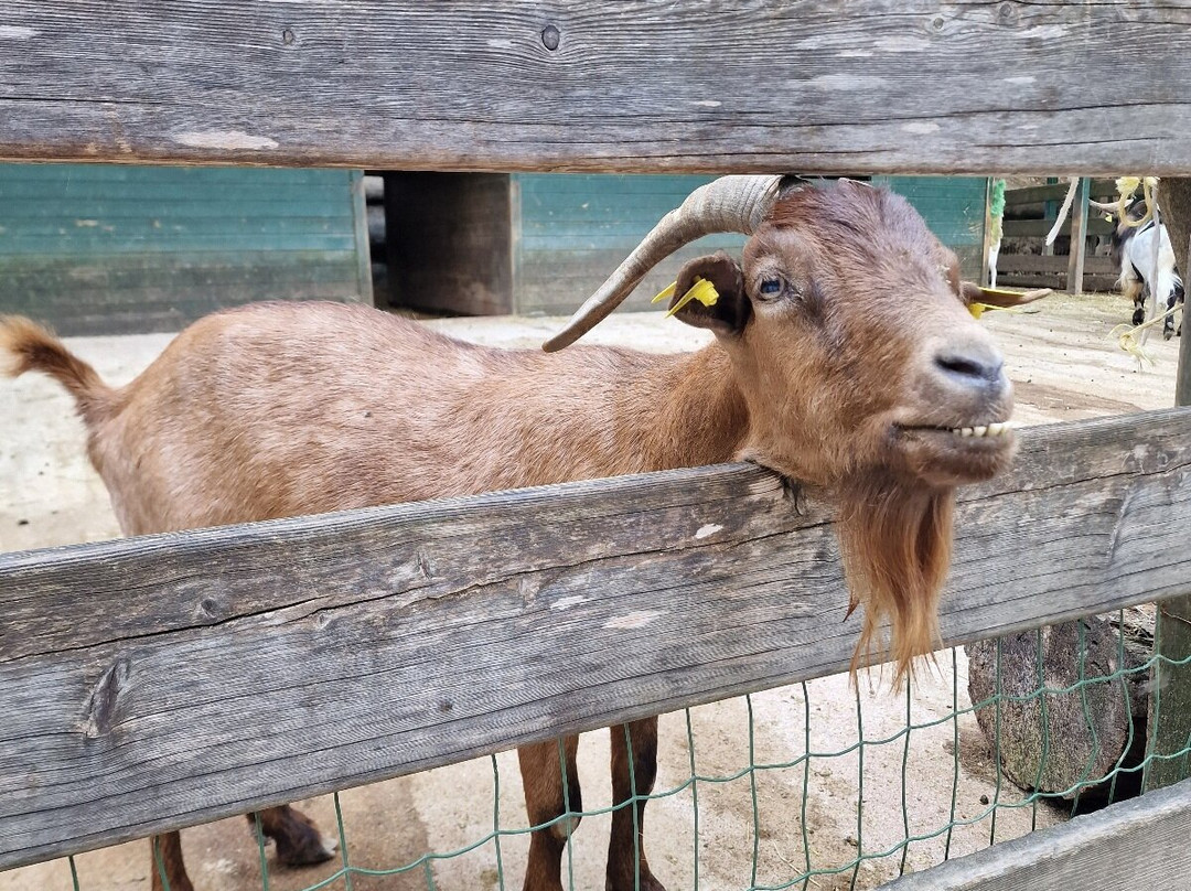 BELPARK- Parco Faunistico di Spormaggiore-Spormaggiore必去景点