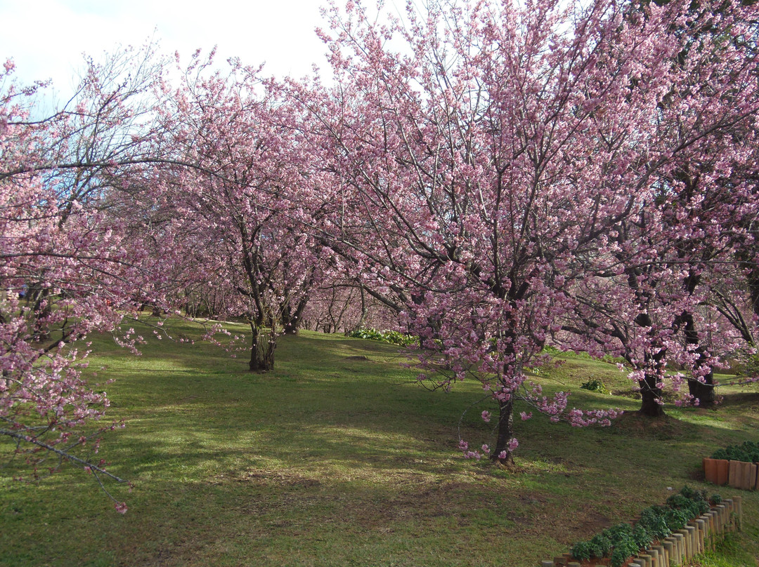 Parque das Cerejeira-坎普斯－杜若尔当必去景点