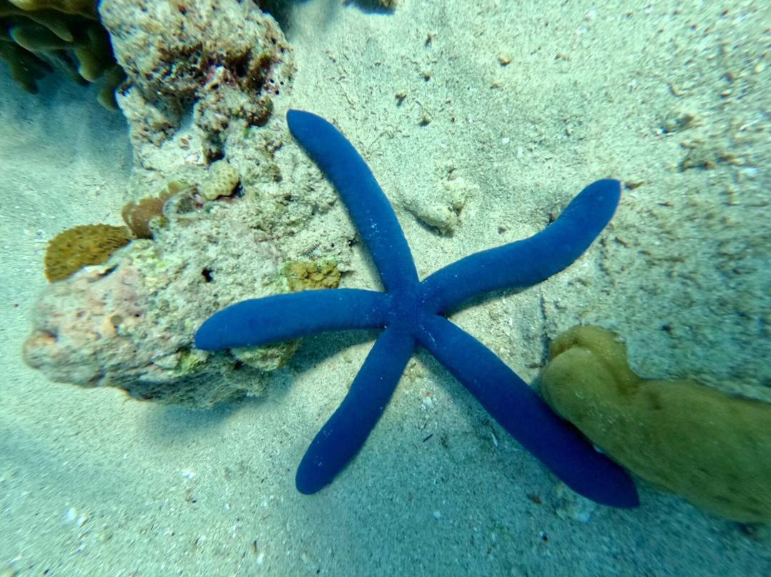 Progy Menjangan-Pejarakan必去景点