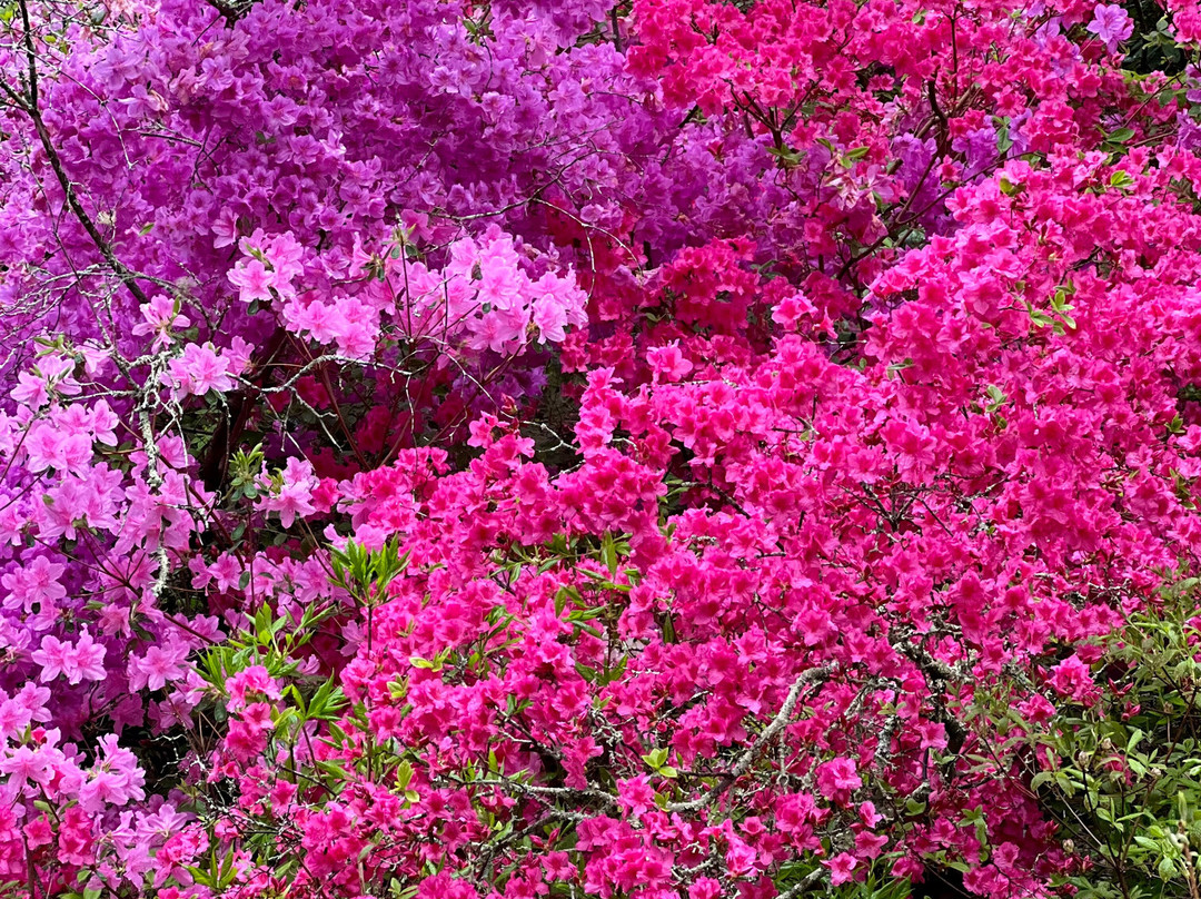 Kinney Azalea Gardens-Kingston必去景点