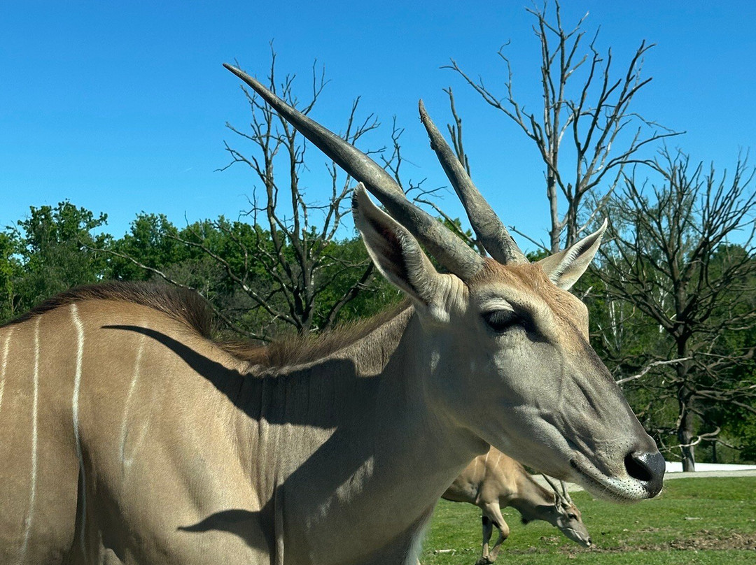 Safari Park-Pombia必去景点
