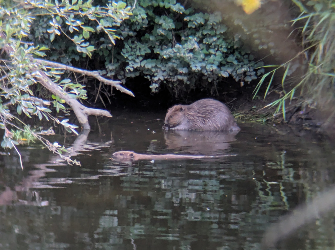 Perthshire Wildlife-Blairgowrie必去景点