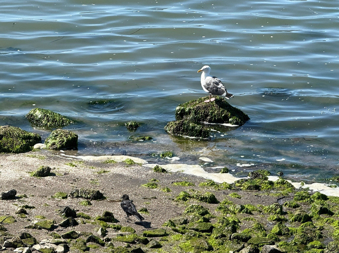 Blackie's Pasture-Tiburon必去景点