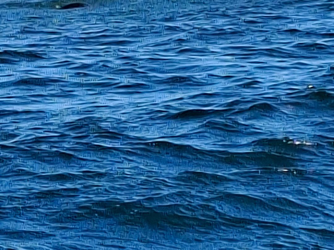 Isle Of May Boat Trips-Anstruther必去景点