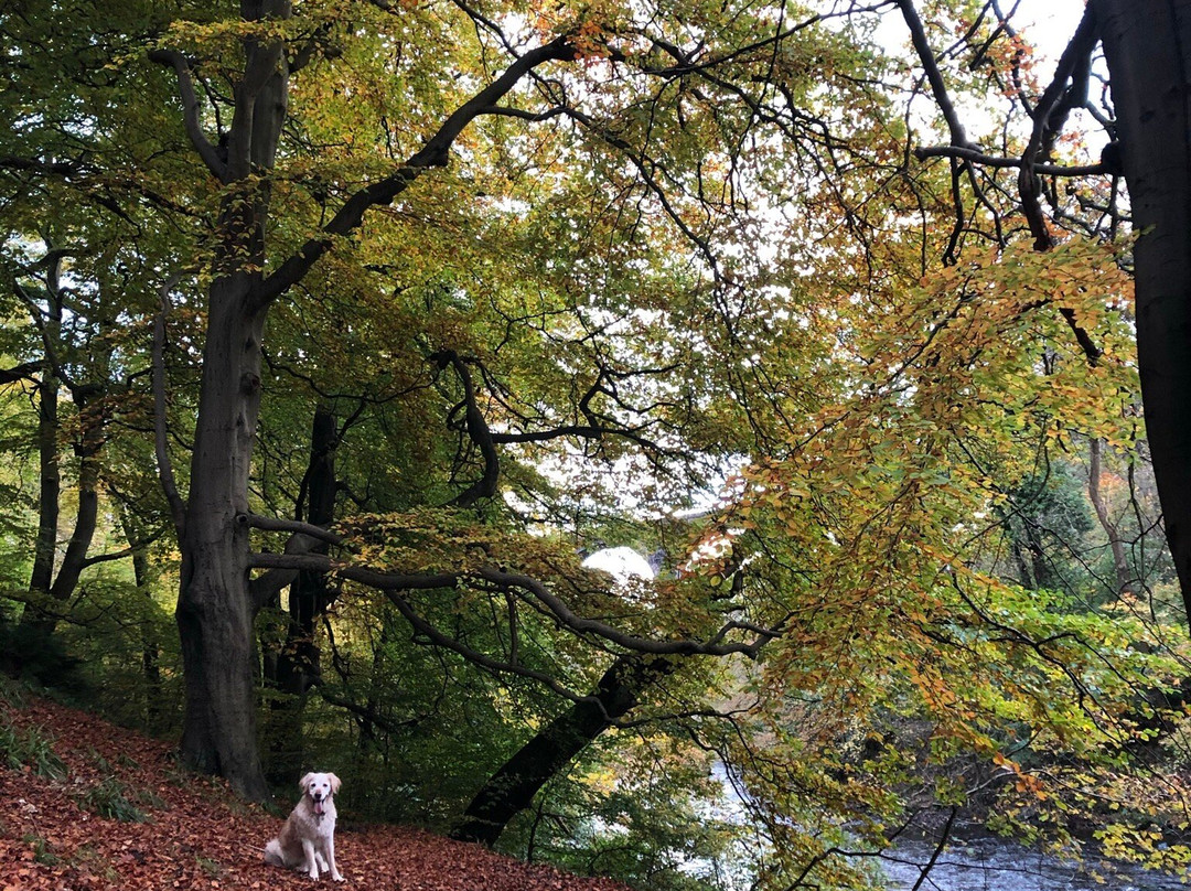 Almondell & Calderwood Country Park-Broxburn必去景点