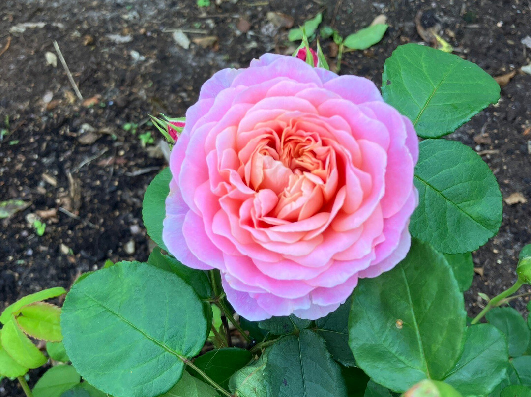 Tjusby Trädgård-Borgholm必去景点