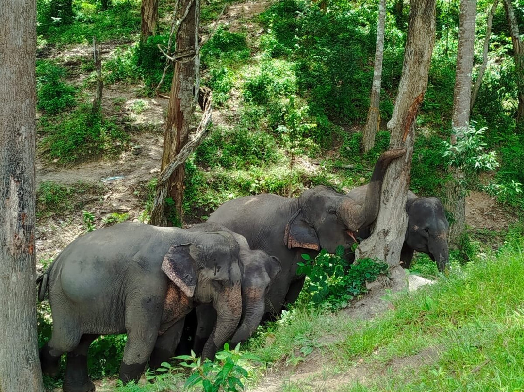 Karen Hilltribe Elephant Sanctuary-Mae Win必去景点
