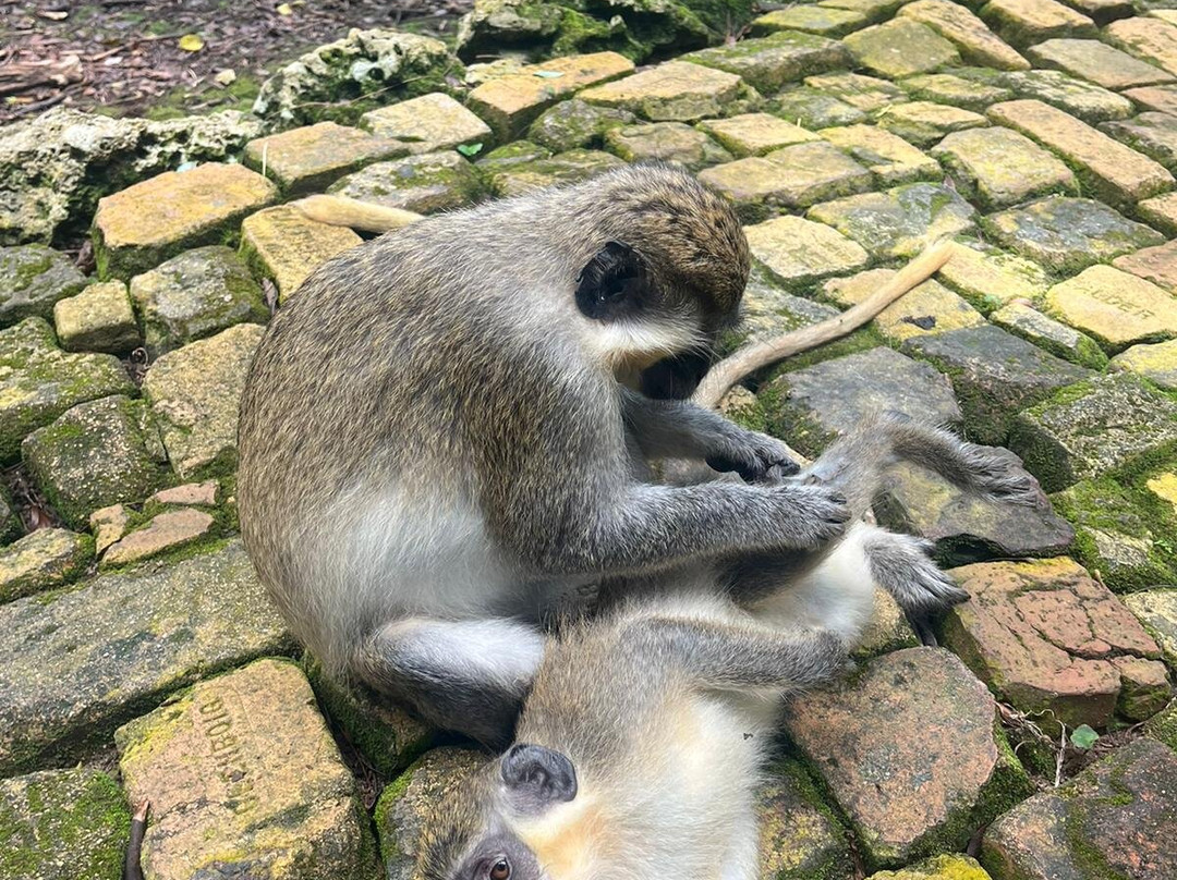 Barbados Wildlife Reserve-Saint Peter Parish必去景点