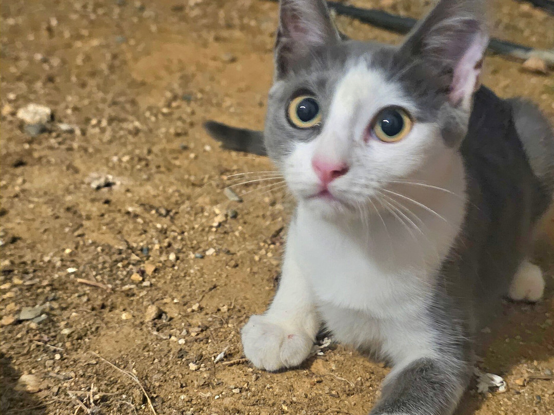 Apollon Hotel Apartments主图