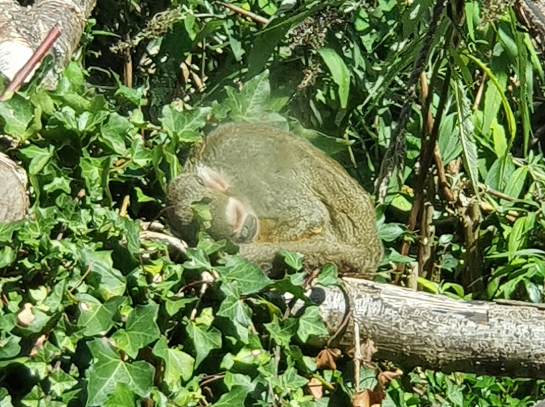 Monkey World-韦勒姆必去景点