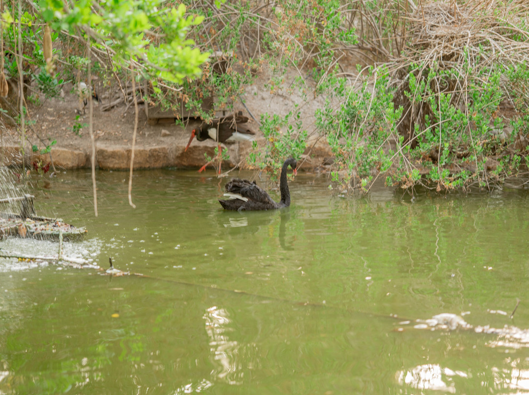 Gan Garoo Zoo-Nir David必去景点