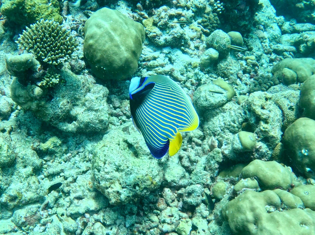 Euro-Divers LUX South Ari Atoll-南阿里环礁必去景点