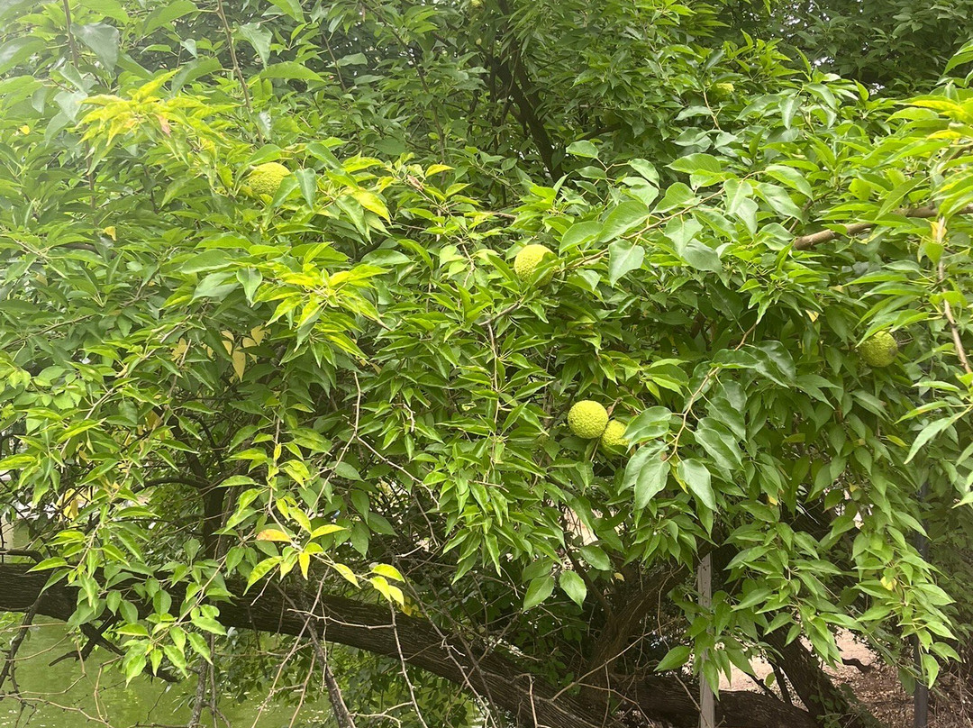 Cismigiu Parc-布加勒斯特必去景点