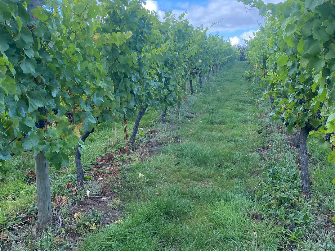 Ryedale Vineyards主图