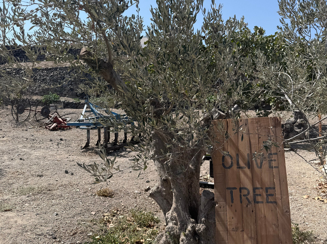 Nomikos Estate Santorini-Vothonas必去景点