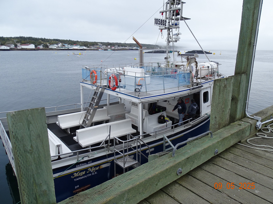 Brier Island Whale and Seabird Cruises-Westport必去景点