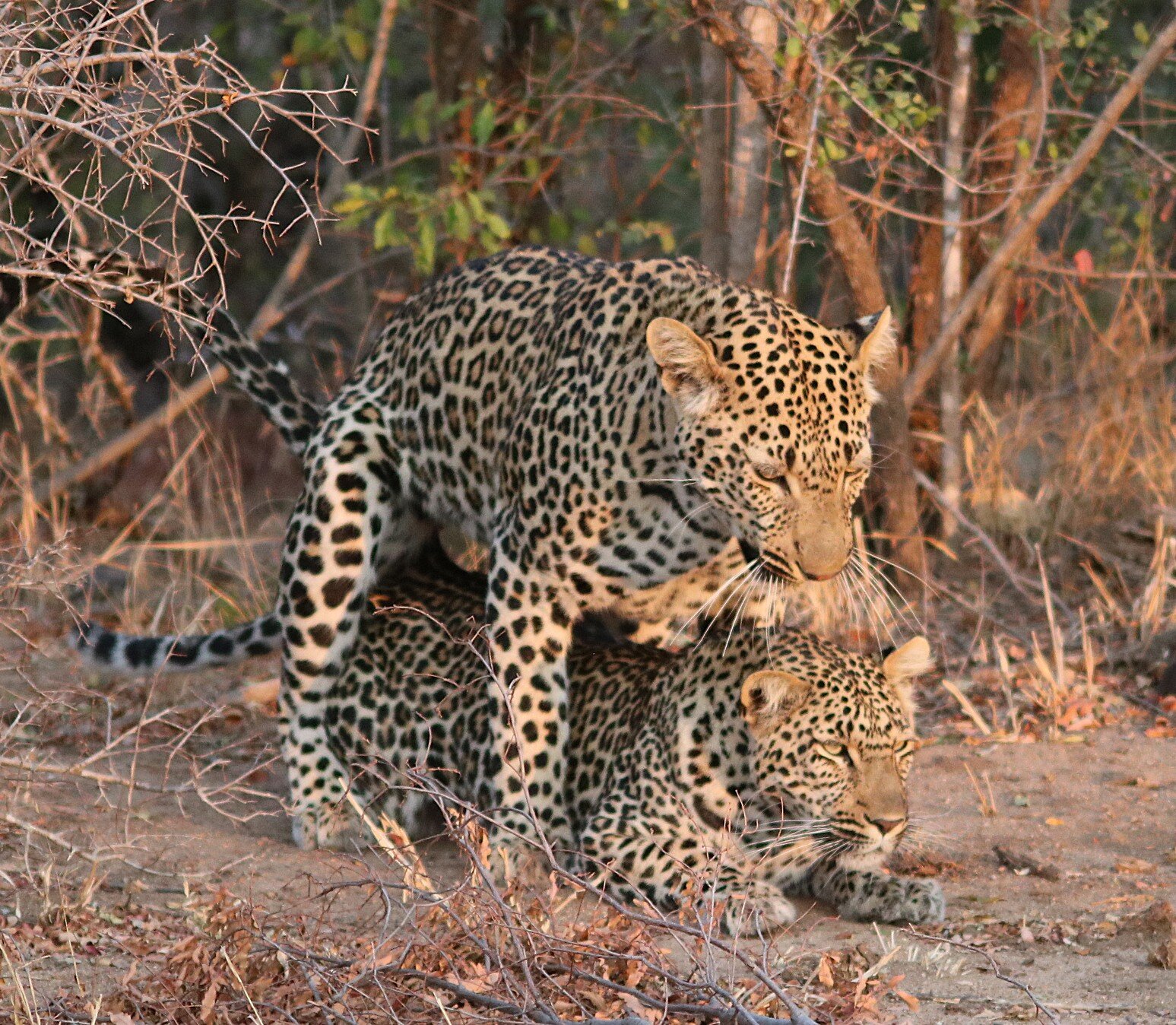 Leopard Hills Private Game Reserve Hotel-官方