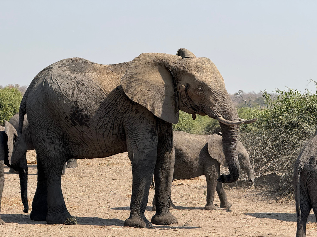Kubwa Five Safaris-坎帕拉必去景点