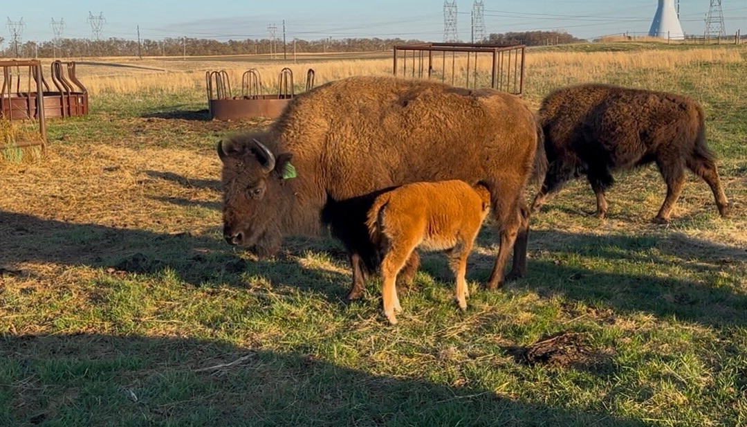 North American Bison Discovery Center-Jamestown必去景点