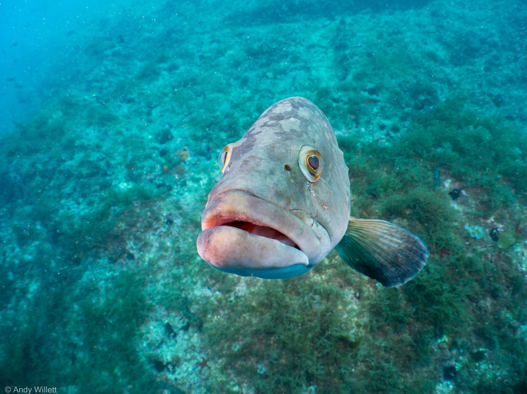 Balkysub-Cabo de Palos必去景点