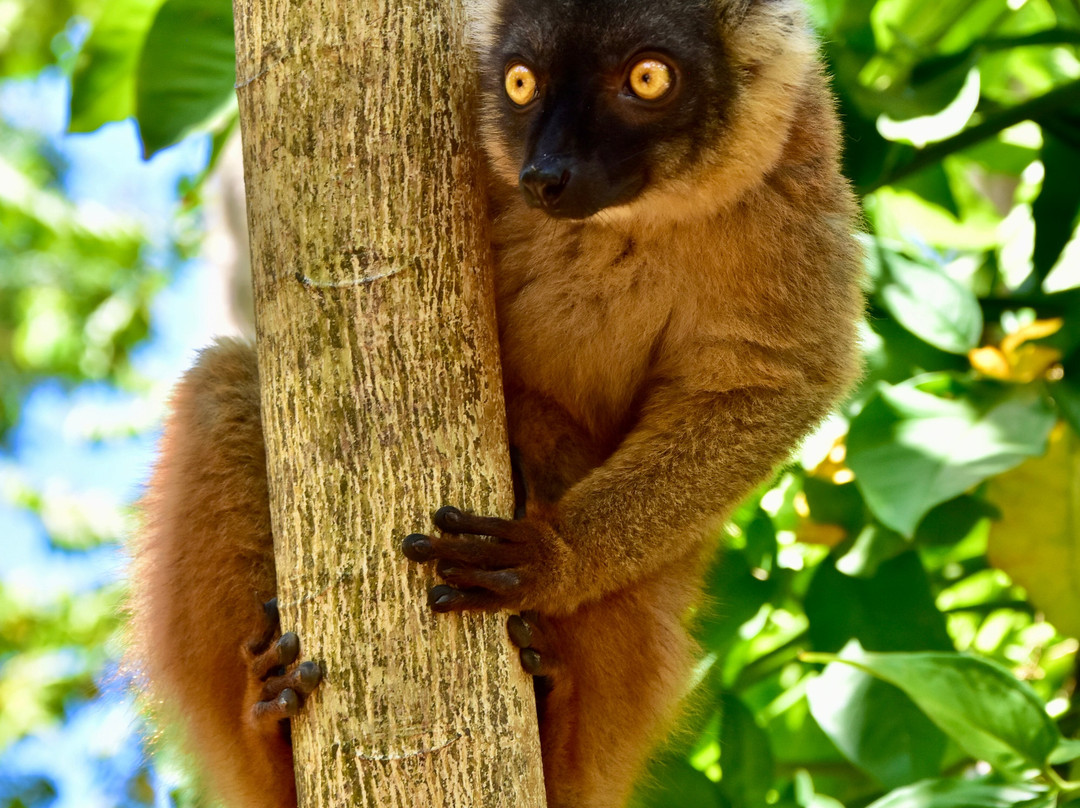 Lemuria Land-诺西贝必去景点