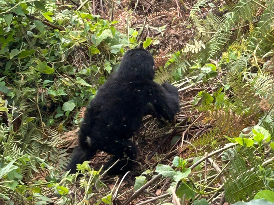 Journeys Uganda-恩德培必去景点
