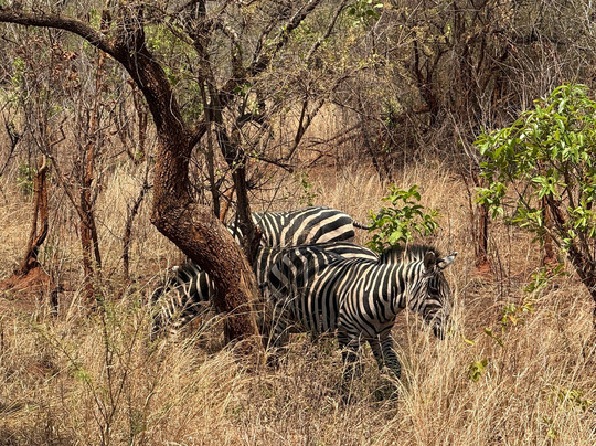 Great Native Safaris-吉佳利必去景点