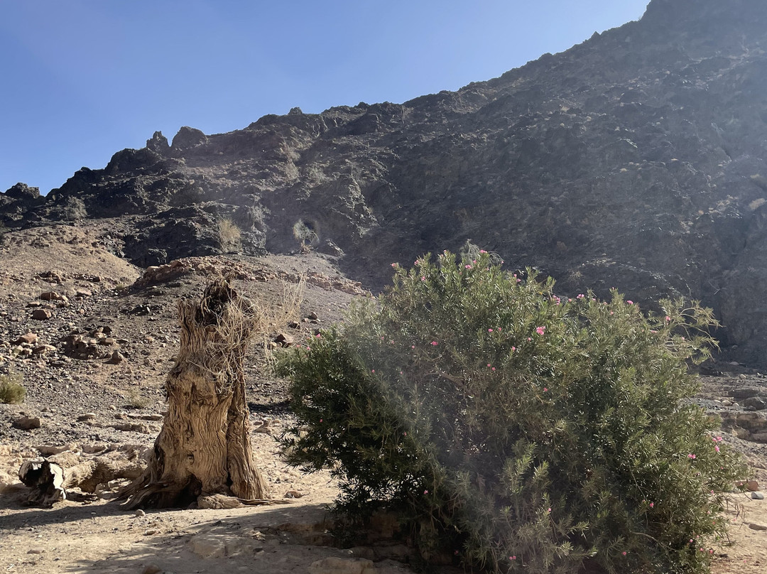 Jordan Trail Adventures-Dana必去景点