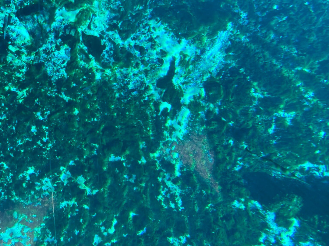 Silver Springs State Park-Silver Springs必去景点