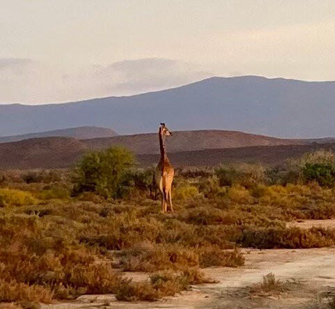 Sanbona Wildlife Reserve-蒙提古必去景点