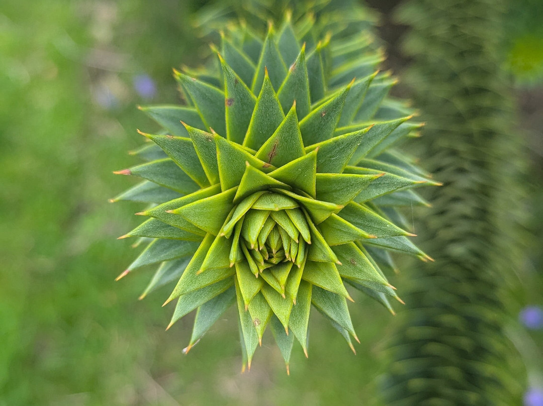 National Botanic Gardens, Kilmacurragh-County Wicklow必去景点
