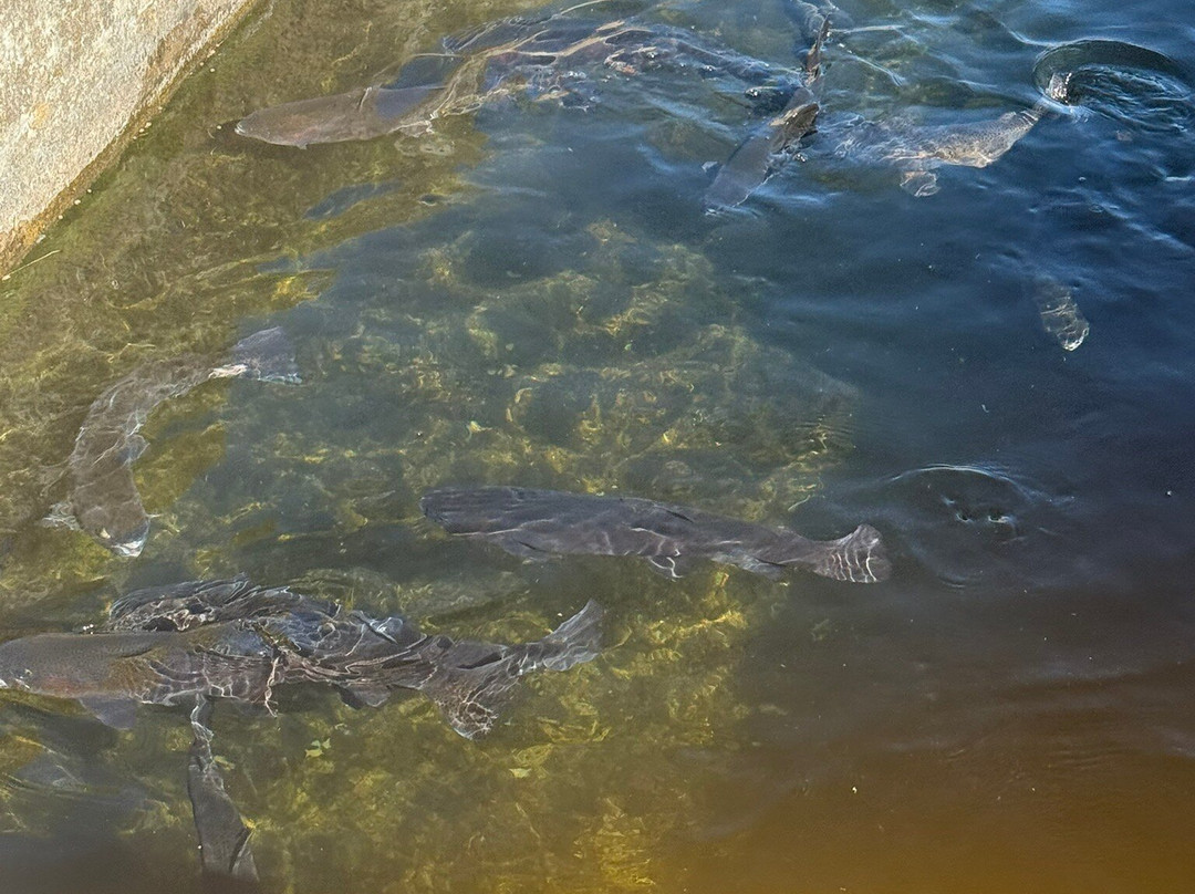 Shepherd of the Hills Fish Hatchery-布兰森必去景点